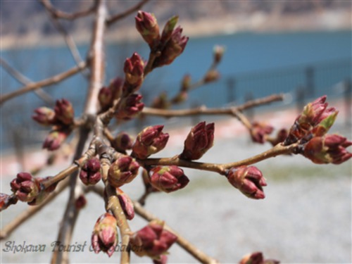 「荘川桜」開花情報 2