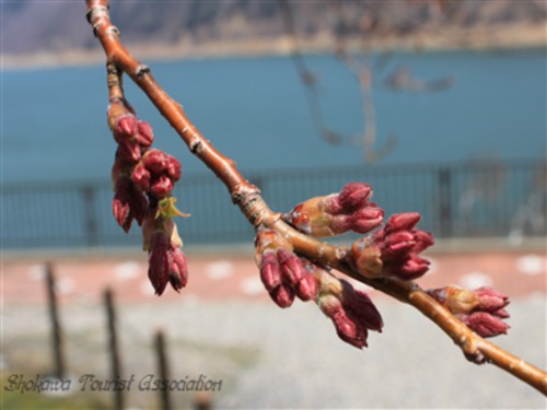 「荘川桜」開花情報 3