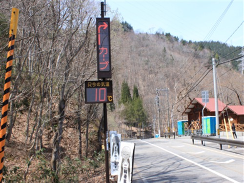 「荘川桜」開花情報 4