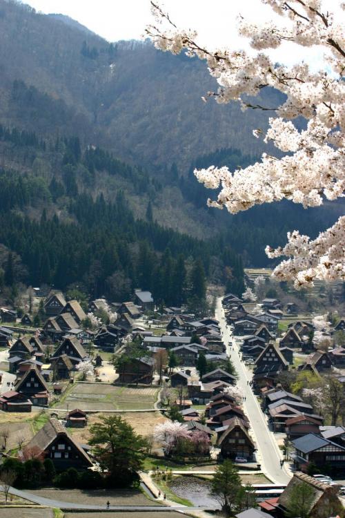 世界遺産 白川郷合掌集落は春爛漫〜8