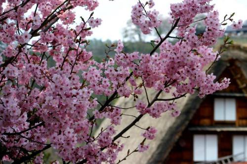 いつもとは違うスタイルで桜を 1