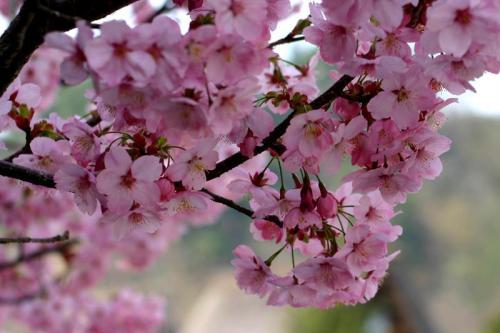 いつもとは違うスタイルで桜を 2