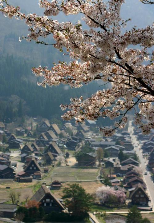 いつもとは違うスタイルで桜を 3