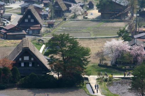いつもとは違うスタイルで桜を 4
