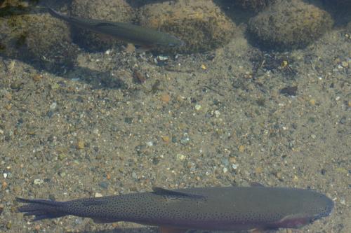 いつもとは違うスタイルで桜を 5