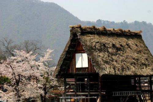 いつもとは違うスタイルで桜を 8