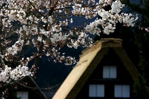 いつもとは違うスタイルで桜を 9