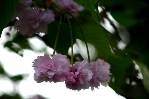 遅れてやってくる春の風物詩 おおた桜 1