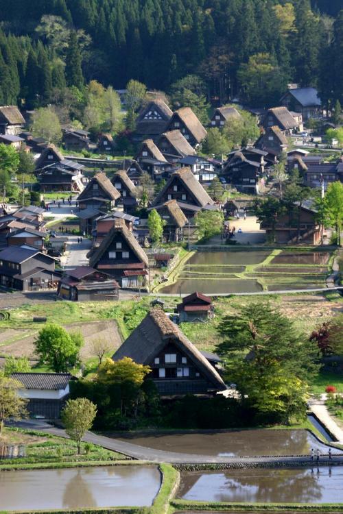 遅れてやってくる春の風物詩 おおた桜 2
