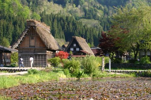 遅れてやってくる春の風物詩 おおた桜 4