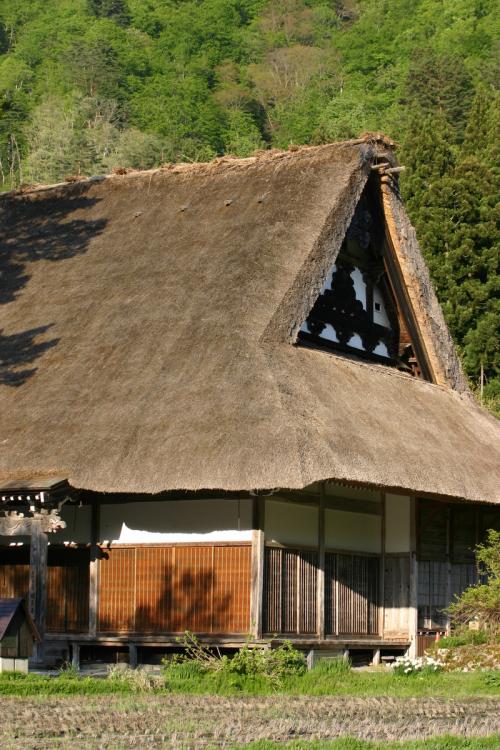 遅れてやってくる春の風物詩 おおた桜 9