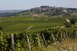 丘陵の多いサンセールは名白ワインの産地