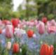 チューリップ4