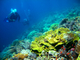 世界稀少価値有り!ブナケン島の広大な珊瑚