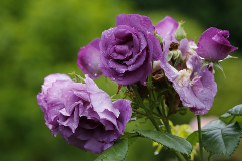 薔薇紫
