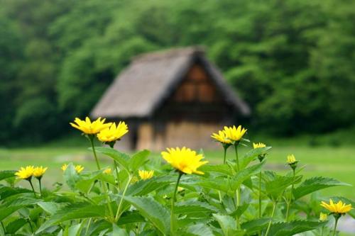 古き良き日本を感じる白川郷 2