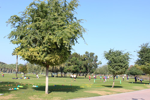 公園内では子供達がスポーツの試合中