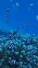 サイパンダイビング