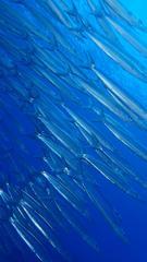 サイパンダイビング