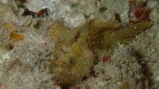 サイパンダイビング