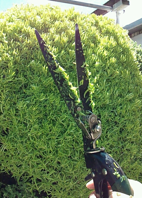 フラワーフェスティバル ボランティア