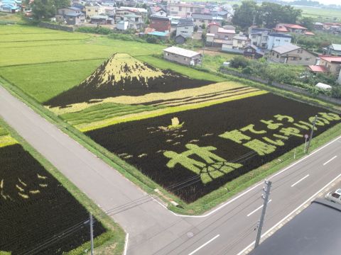 第1田んぼアート富士山と羽衣伝説