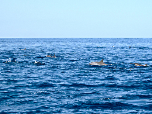 ブナケン島界隈に出没するハシナガイルカの