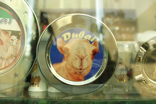 なんともキュート?なラクダの正面顔