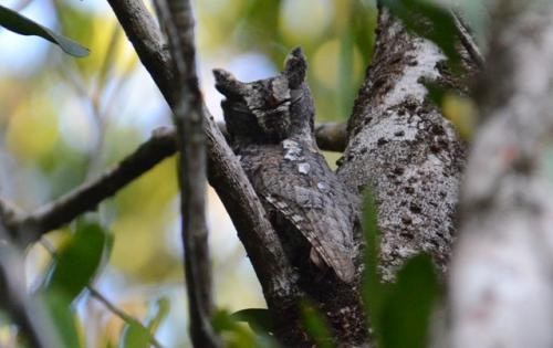oriental scops owl