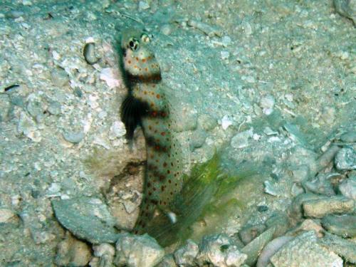 フィジーマナ島 ヤマブキハゼ happiness4.20_3