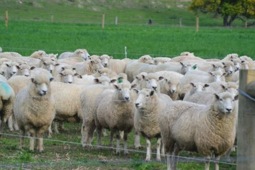 Sheep-2312