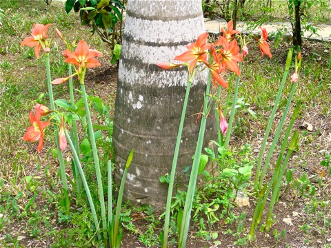 アマリリス10月の花満開