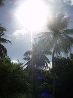 椰子の木と太陽
