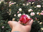 rose garden-2