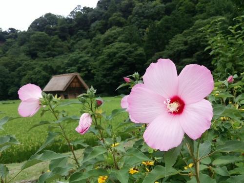 少しずつ暑さが和らぐこの季節!白川郷へ3