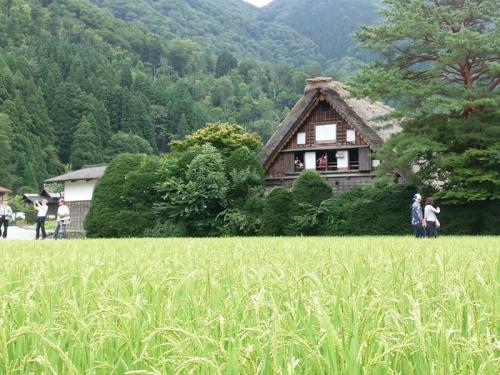 少しずつ暑さが和らぐこの季節!白川郷へ4