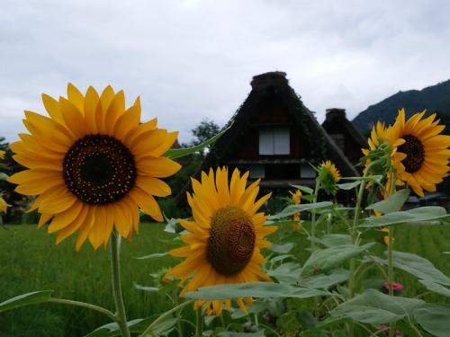少しずつ暑さが和らぐこの季節!白川郷へ6