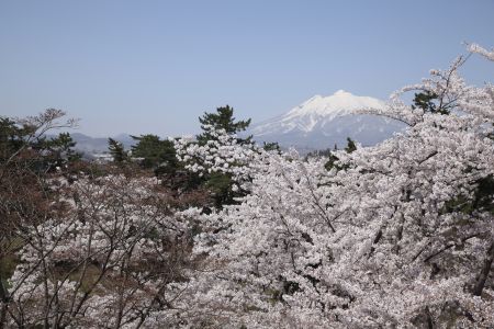 弘前公園 桜