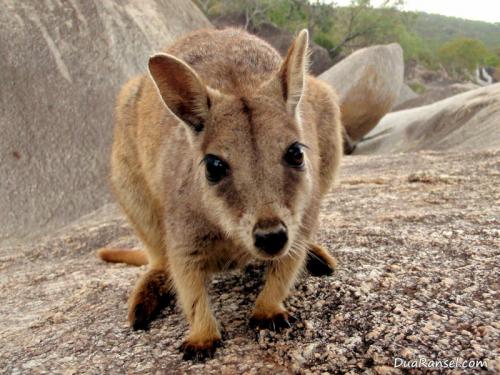 Wallaby