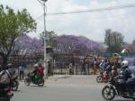 jacaranda1