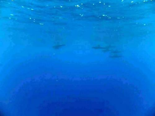 サイパン ダイビングライセンス