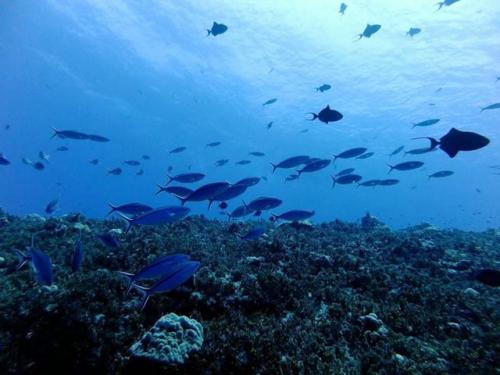 サイパン ダイビング