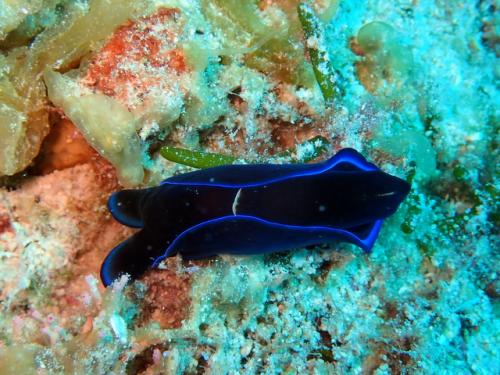 サイパン グロットシュノーケル