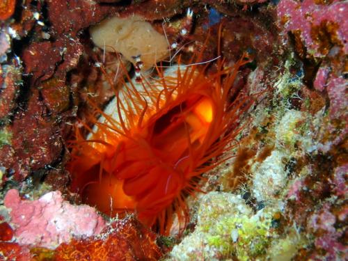 サイパン 島内観光