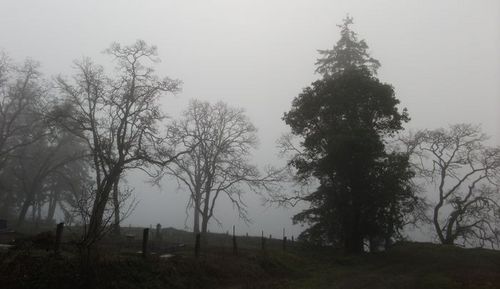 fog2