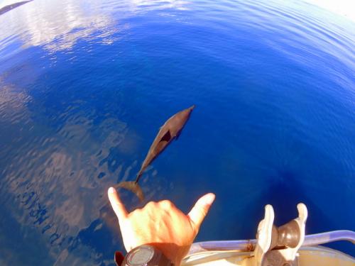 サイパン グロットシュノーケル