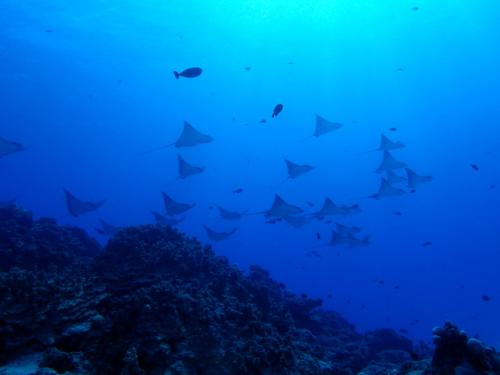 サイパン 体験ダイビング