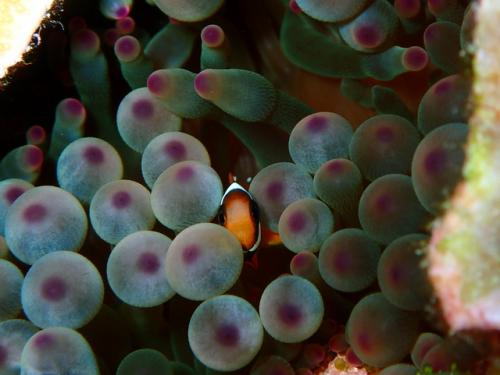 サイパン グロットシュノーケル