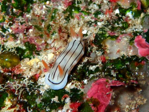 サイパン ダイビングライセンス