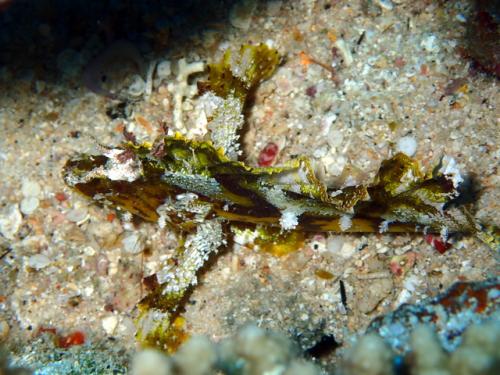 サイパン グロットシュノーケル